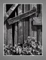 Close-up shot of weathered fence with thistles vegetation at bottom, opening in fence at top le…