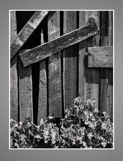 Close-up shot of weathered fence with thistles vegetation at bottom, opening in fence at top le…