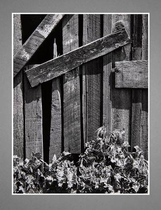 Close-up shot of weathered fence with thistles vegetation at bottom, opening in fence at top le…
