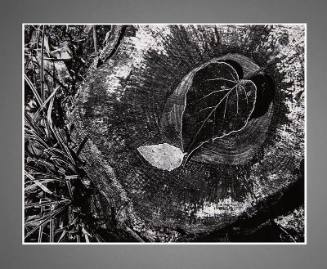 Ansel Adams, Leaves, Stump, Frost, Yosemite Valley, 1932, gelatin silver print, 7 3/16 × 9 1/4 …