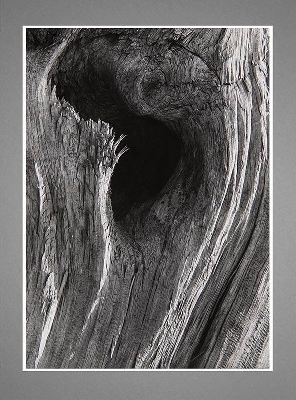 Gelatin silver print, detail shot of pinewood.