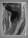 Gelatin silver print, detail shot of pinewood.