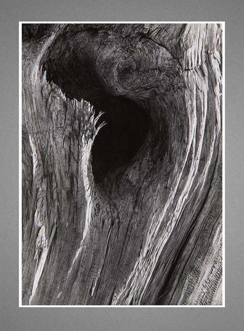 Gelatin silver print, detail shot of pinewood.
