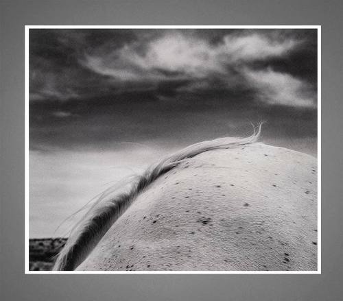 Raymond Belcher, Mare’s Tale, 1985 (printed 2005), gelatin silver print, 10 1/8 x 12 1/8 in. Co…