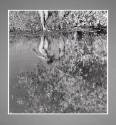 Gelatin silver print- Reflections No. 3