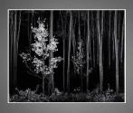 Gelatin silver print of aspen trees