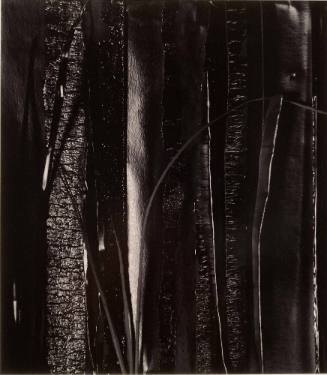 Woods 431