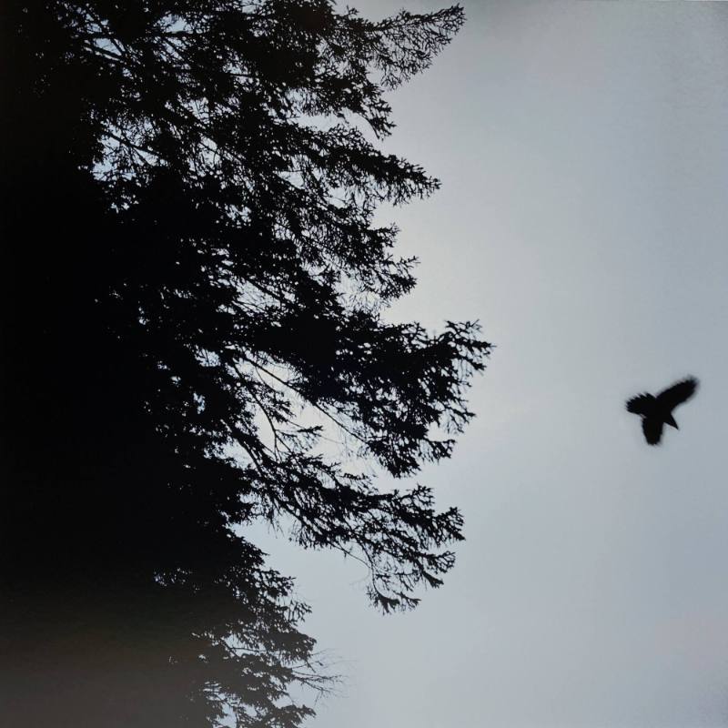 Untitled [Wilderness 03455-10-12]