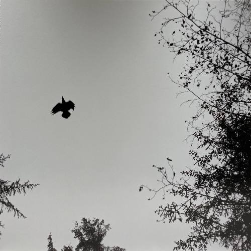 Untitled [Wilderness 06402-3-10]