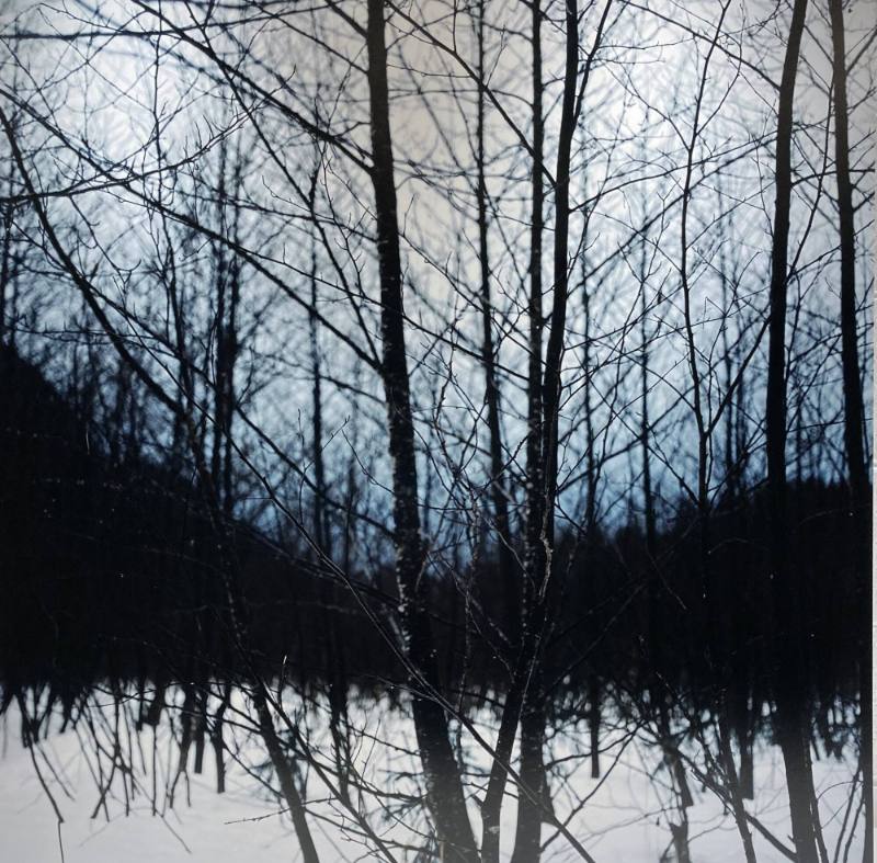 Untitled [Wilderness 38044-6-08]
