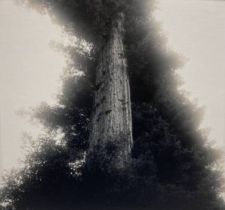 Redwood, California | Hexagram #48 – Ching/The Well (From the series "Images In The Heavens, Patterns On The Earth; The I Ching")
