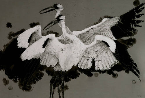 Grus Americana #1