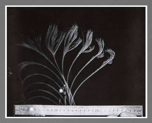 Harold Eugene Edgerton