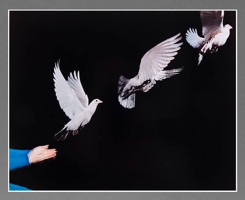 Pigeon Release