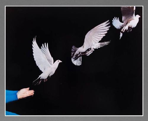 Pigeon Release
