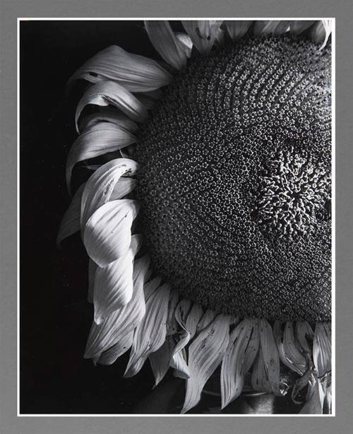 Sunflower, Boston
