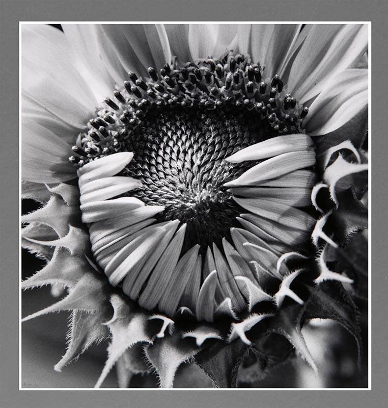 Sunflower, Boston