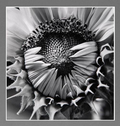 Sunflower, Boston