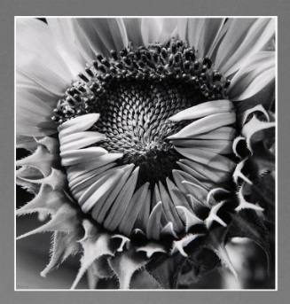 Sunflower, Boston