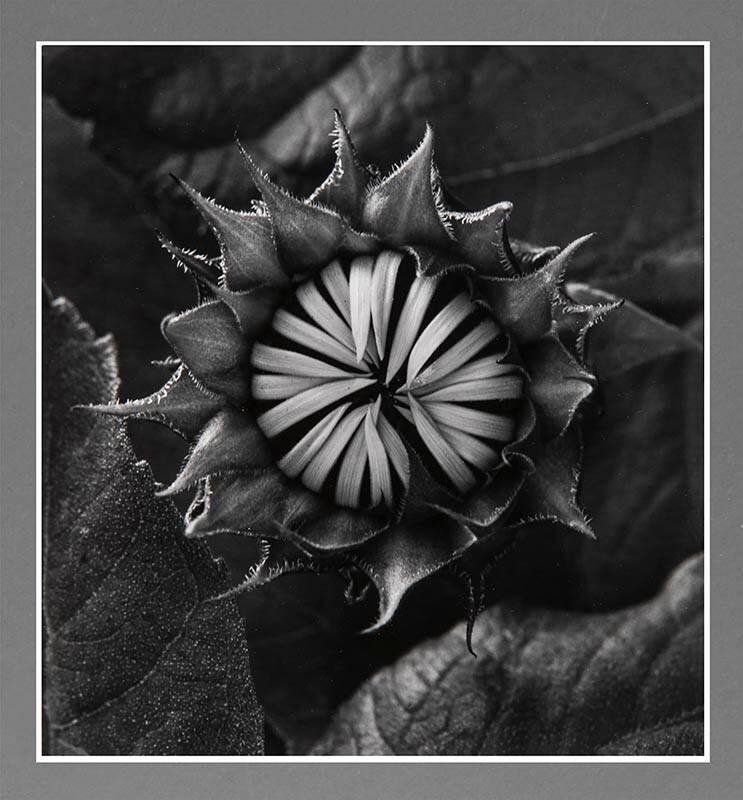 Sunflower, Boston