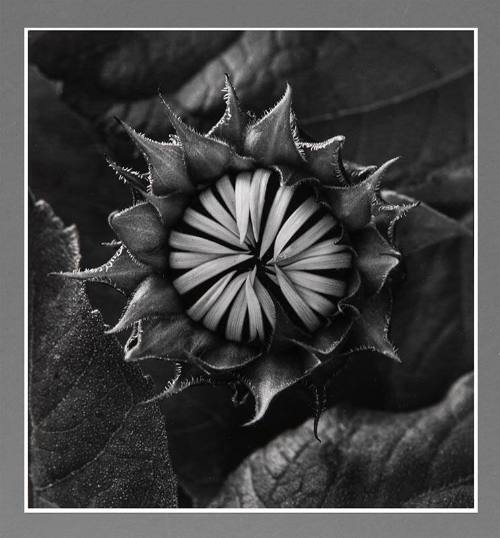 Sunflower, Boston