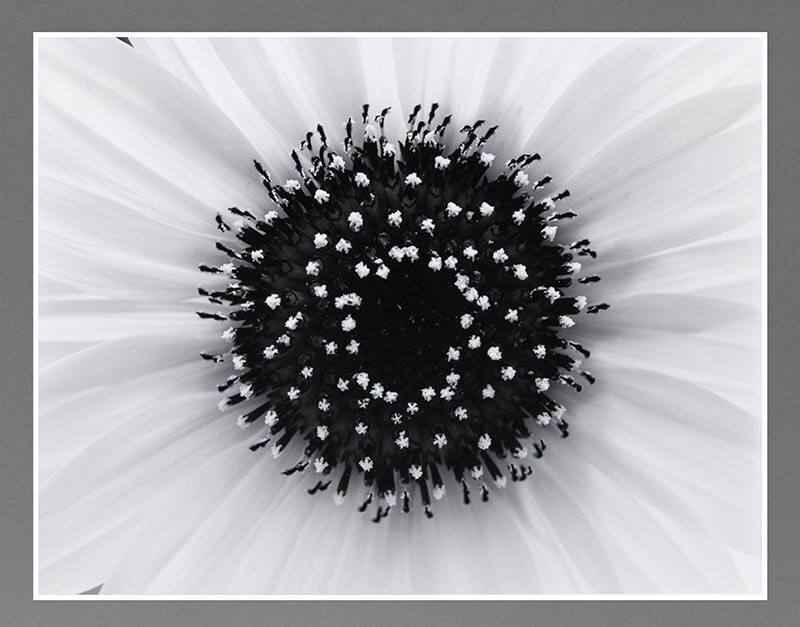 Sunflower, Boston, Massachusetts