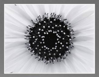 Sunflower, Boston, Massachusetts