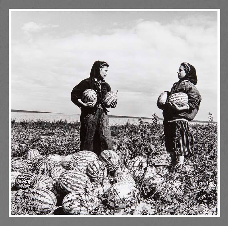 Harvesting Watermelons, Warden Colony, Washington