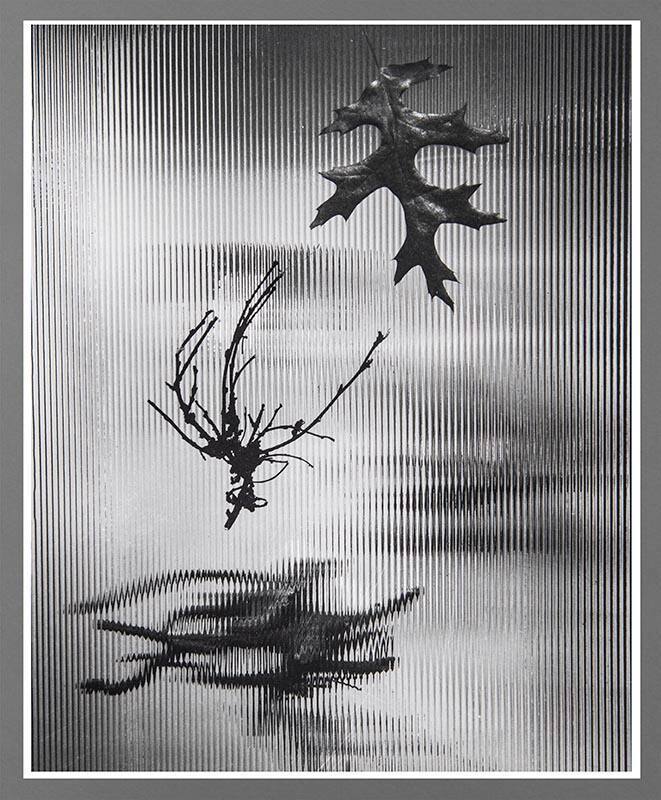 Untitled (Leaves)