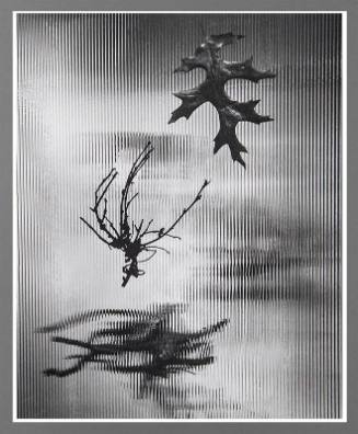 Untitled (Leaves)