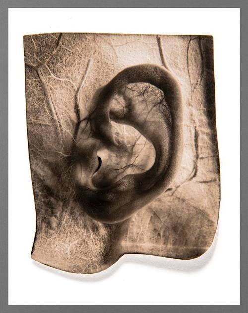 Ear, No. 1/1A