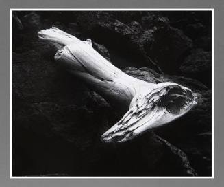 Driftwood