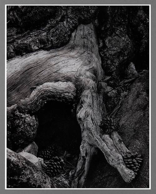 Roots and Pine Cones