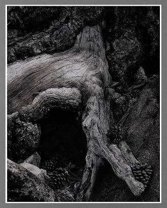 Roots and Pine Cones