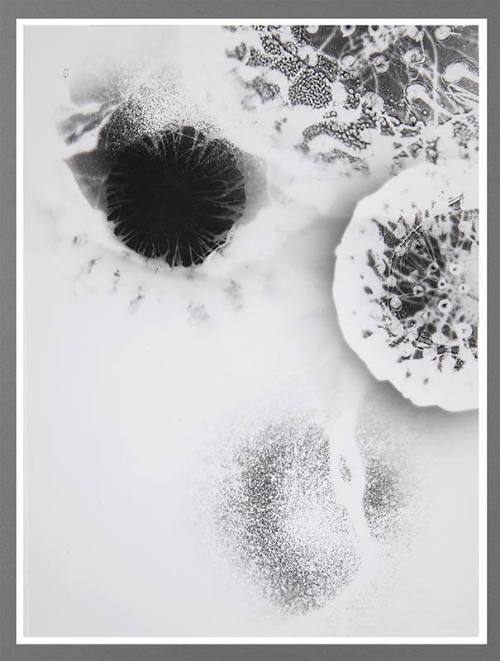 Shadow #24