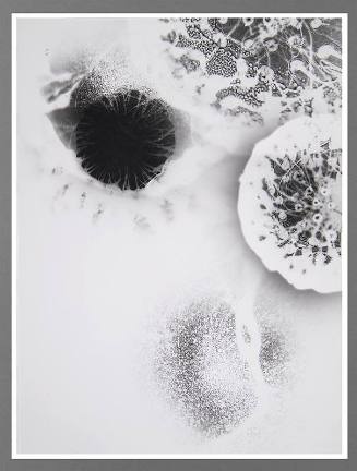 Shadow #24