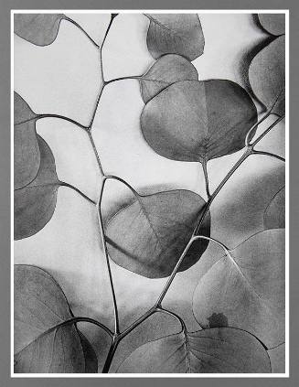 Eucalyptus Leaves