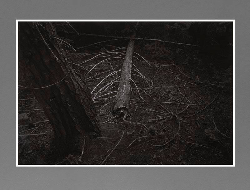 Fallen