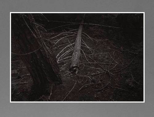 Fallen
