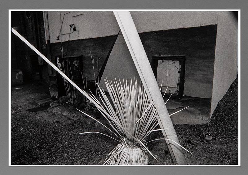 Yucca Plant, Albuquerque, New Mexico