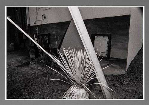 Yucca Plant, Albuquerque, New Mexico