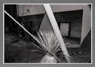 Yucca Plant, Albuquerque, New Mexico