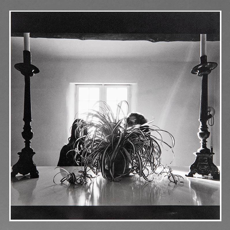 Friends, Light and Plant