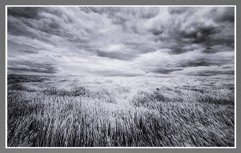 Wheatfield