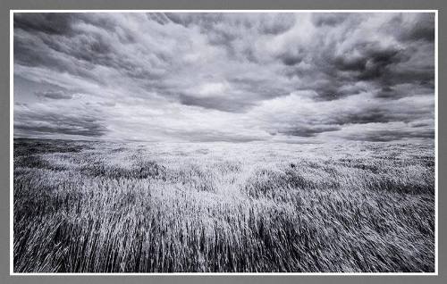 Wheatfield