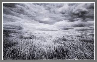 Wheatfield
