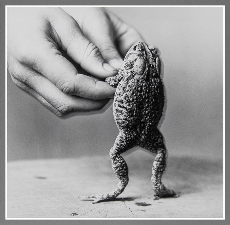 Doug and the Toad Prince