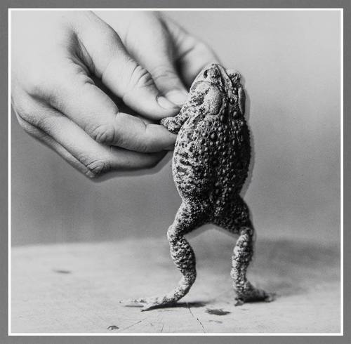 Doug and the Toad Prince