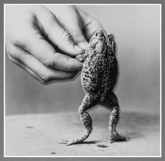 Doug and the Toad Prince