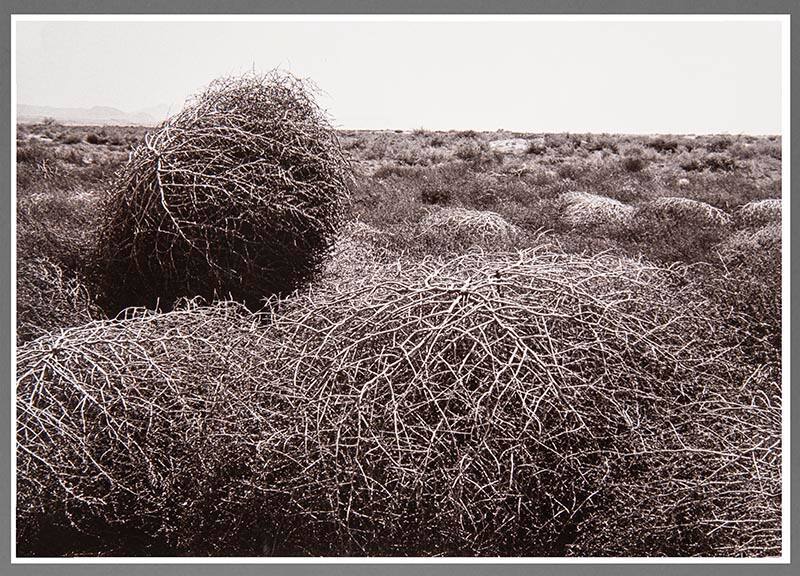 Untitled (Tumbleweeds in Landscape)